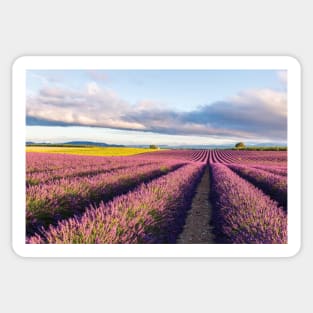 Lavender Field At Sunrise Sticker